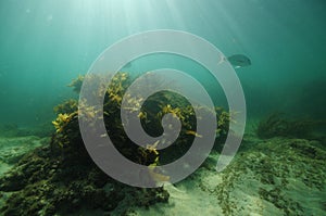 Rocky reef with seaweeds and fish