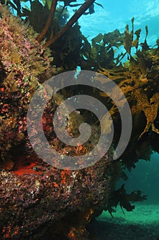 Rocky reef with kelp