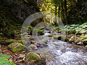 Rocky river in forest