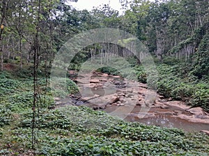 Rocky River in secondary forest