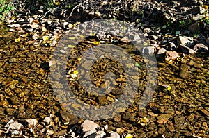 Rocky riverbed of a quiet stream