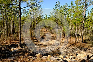 Rocky Sandy Trail Backbone Trail Kisatchie National Forest