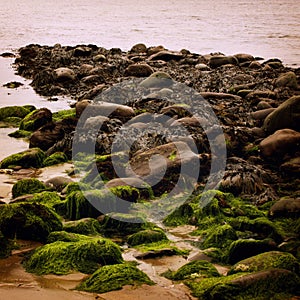 Rocky seascape with seaweeds in Waterville, County Kerry - vintage effect.