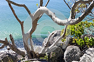 Rocky seashore through tree branches