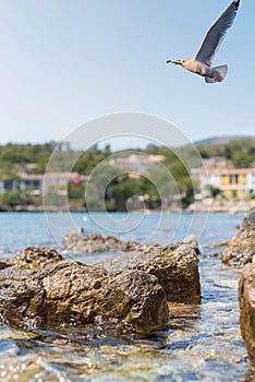 Rocky shore, blue transparent water of Mediterranean Sea, seagull in blue sky, hotels on the shore. Summer seascape. Playa de