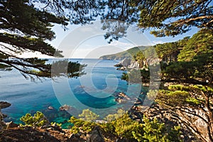 Rocky shore with cedar