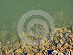 Rocky shore of a river with small shoaling fish photo