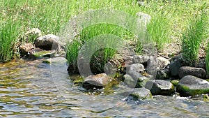 Rocky shore of the lake with grass.