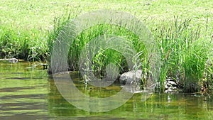 Rocky shore of the lake with grass.