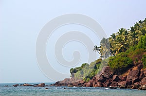Rocky shore with a palm tree