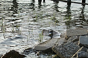 Rocky shoreline with grass