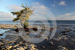 Rocky Shoreline