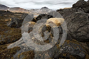 Rocky shoreline with seaweeds