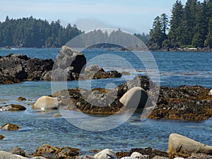 A rocky shoreline on the West coast of Canada