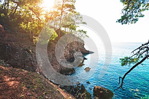 Rocky shores covered with lush pines on a sunny day