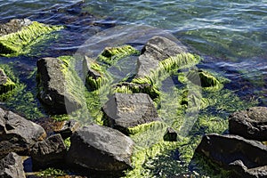 Rocky stones covered in green moss is on the shore in sea water