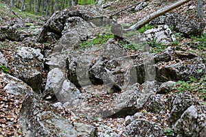 Rocky stream bed of the mountain parched river in the forest on the way to The Grand Canyon of Crimea