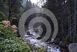 Rocky stream of Kezmarska Biela voda in the Tatra mountain