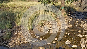 A rocky streambed in the jungle.