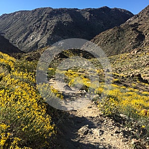 Rocky Trail Cuts Through A Yellow Blanket of Flowers