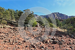 The rocky trail of red dirt of the Soldier\'s Pass Trail with Prickly Pear Cactus, Yucca, shrubs, Cypress, Pine in Arizona