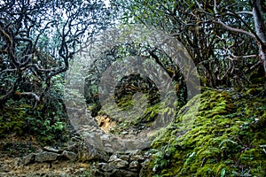 Rocky trail through Rhododendron forest, Sikkim, India