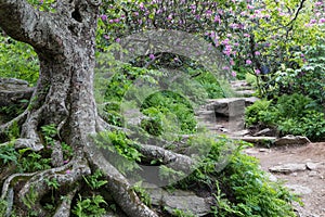 Rocky Trail to Craggy Gardens Asheville North Carolina