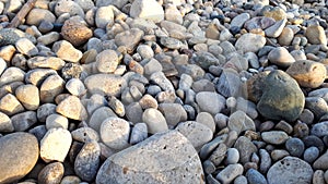 Rocky Walking in Southampton, Ontario