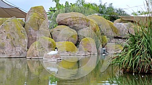 Rocky white duck with a black head standing on a stone in a lake, oceanography, Valencia, Spain