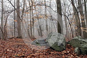 Rocky Woodland Landscape in Fog