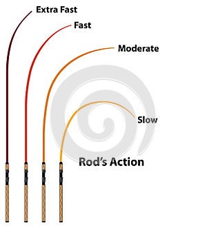 Rod action diagram characteristics photo