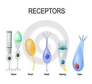 Rod and cone cells, Meissner`s corpuscle, Olfactory receptor, ha