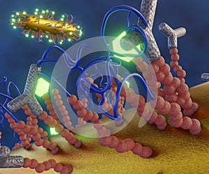 Rod shape gold nanoparticle conjugates peptides as biosensor photo