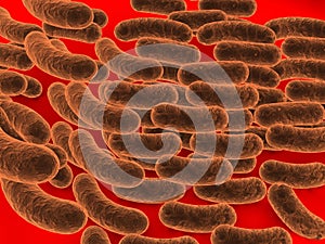 Rod shaped bacteria
