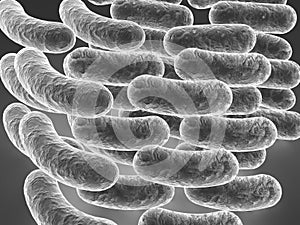 Rod shaped bacteria
