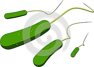 Rod shaped bacteria