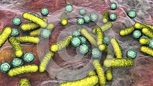 Rod-shaped bacteria and cocci