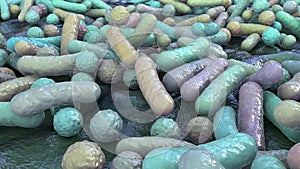 Bacteria, human microbiome