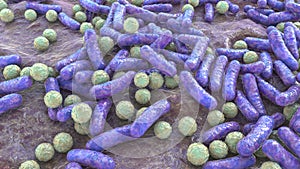 Bacteria, human microbiome