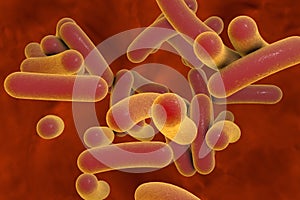 Rod shaped bacteria photo