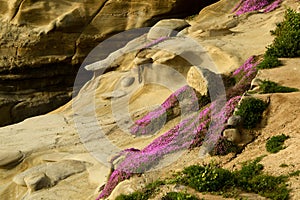 Rodando Creeper Flows down the La Jolla Cliffs photo