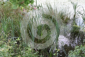 Reed belt at Rodder Maar