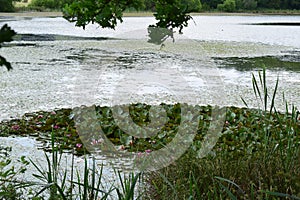 Rodder Maar, water lily area