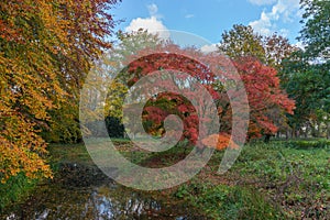 Rode boom tijdens herfst