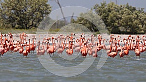 Rode Flamingo, American Flamingo, Phoenicopterus ruber