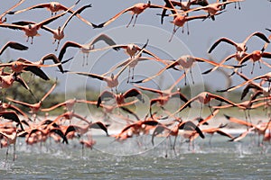 Rode Flamingo, American Flamingo, Phoenicopterus ruber