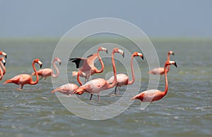 Rode Flamingo, American Flamingo, Phoenicopterus ruber