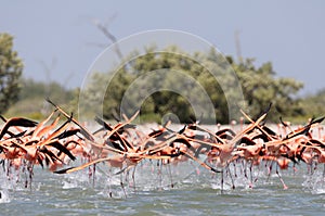 Rode Flamingo, American Flamingo, Phoenicopterus ruber