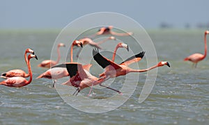 Rode Flamingo, American Flamingo, Phoenicopterus ruber