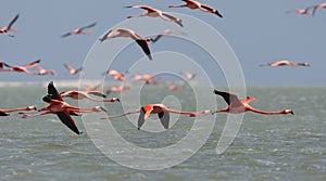 Rode Flamingo, American Flamingo, Phoenicopterus ruber